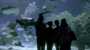 Ripley’s Aquarium – Connect